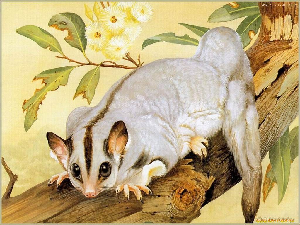 рисованные, животные