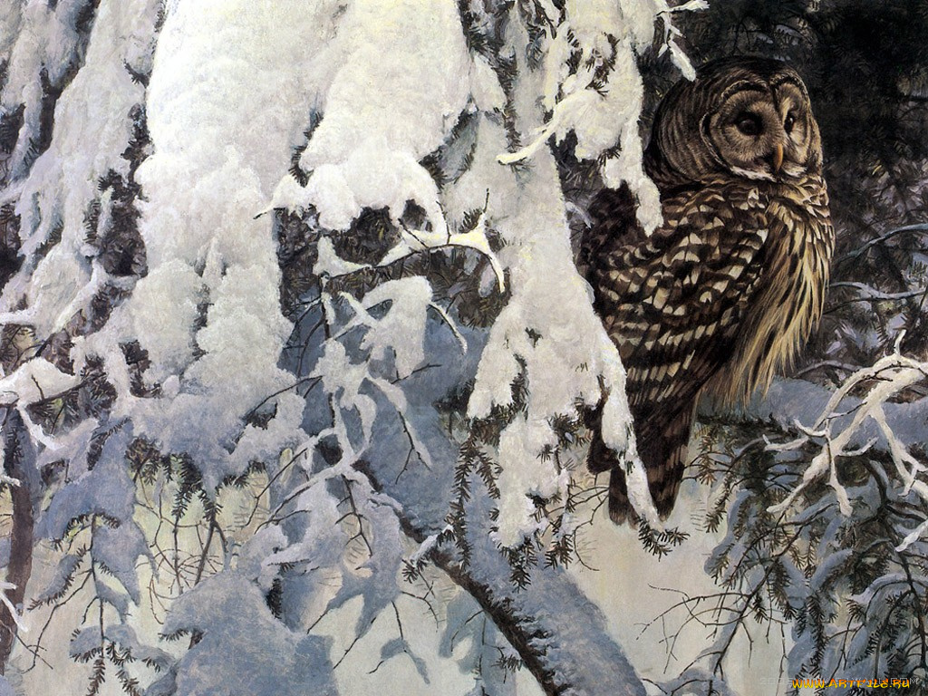 рисованные, животные, птицы, совы, филины