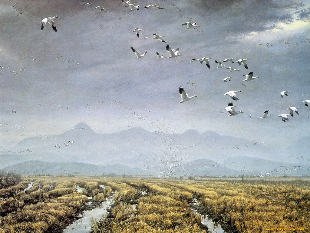 рисованные, животные, птицы, журавли