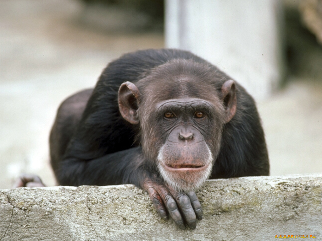 скуЧно, скорей, бы, пятница, животные, обезьяны