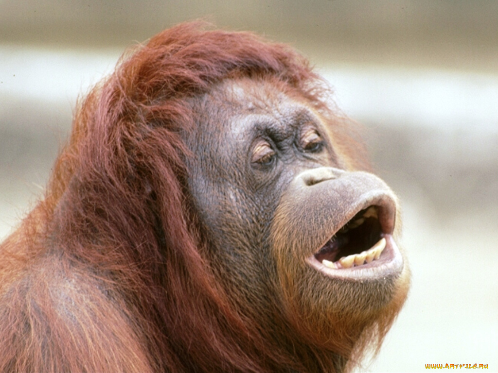 жду, поцелуя, животные, обезьяны