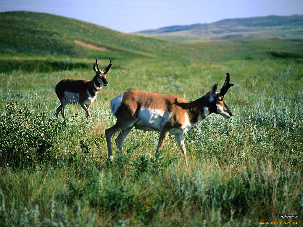 животные, антилопы