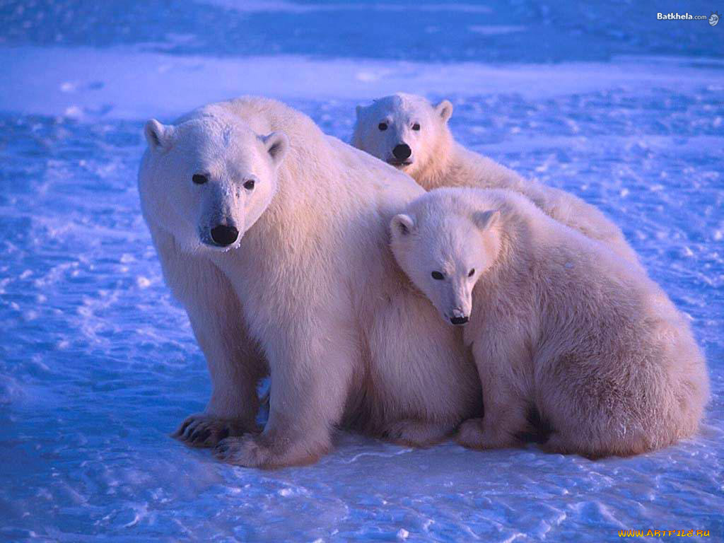 животные, медведи