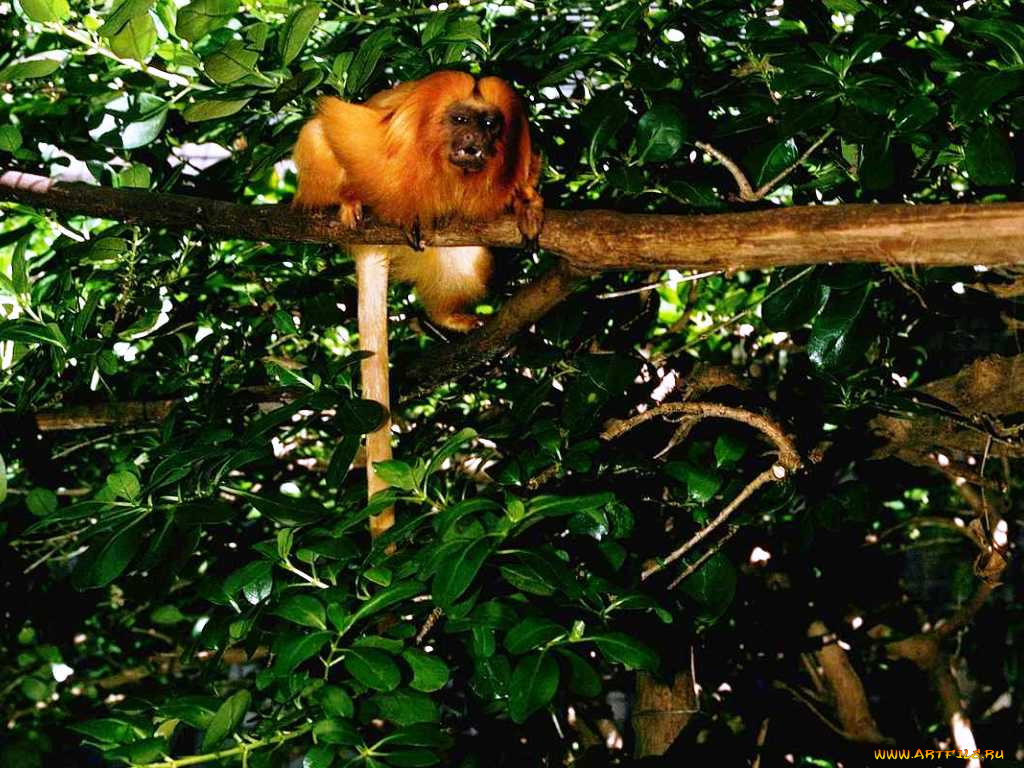 животные, обезьяны