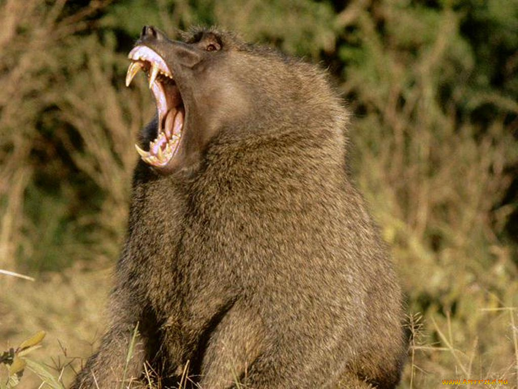 животные, обезьяны