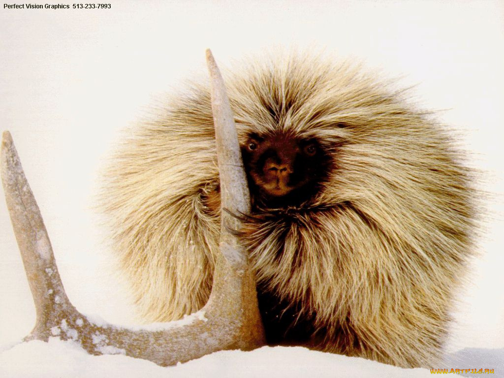 животные, обезьяны