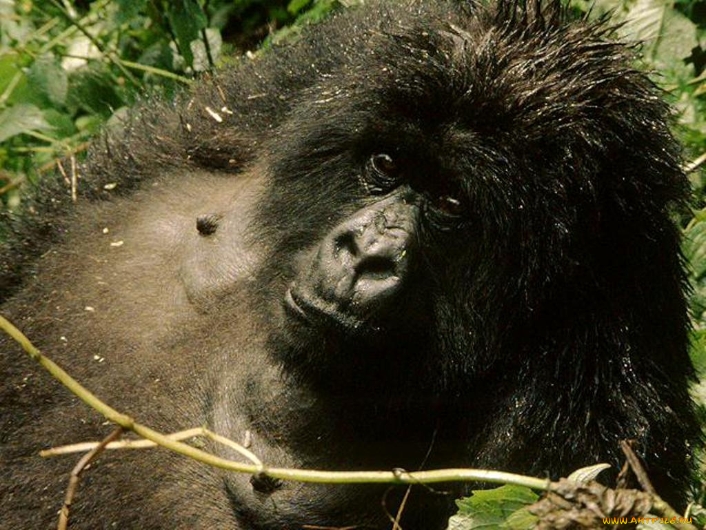 животные, обезьяны