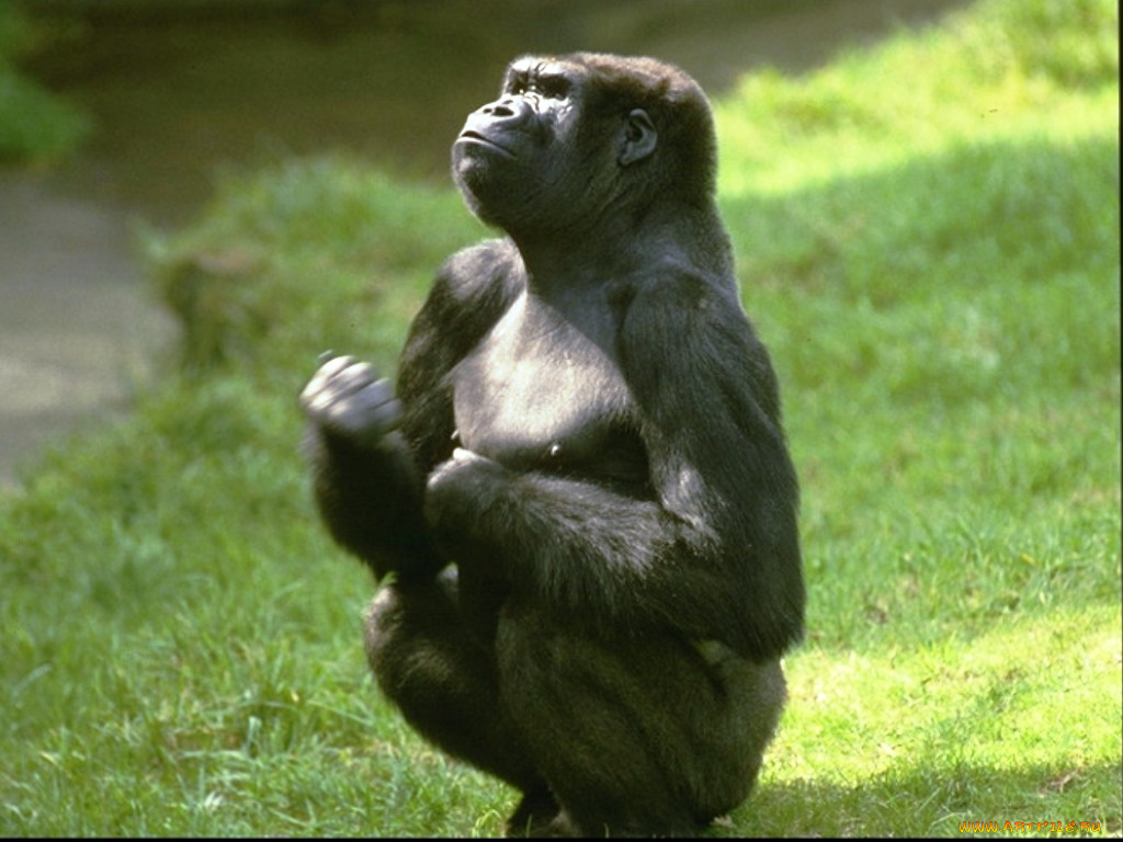 животные, обезьяны