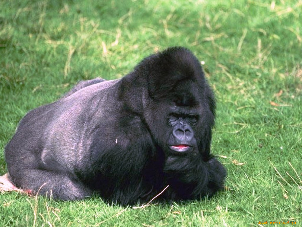 животные, обезьяны