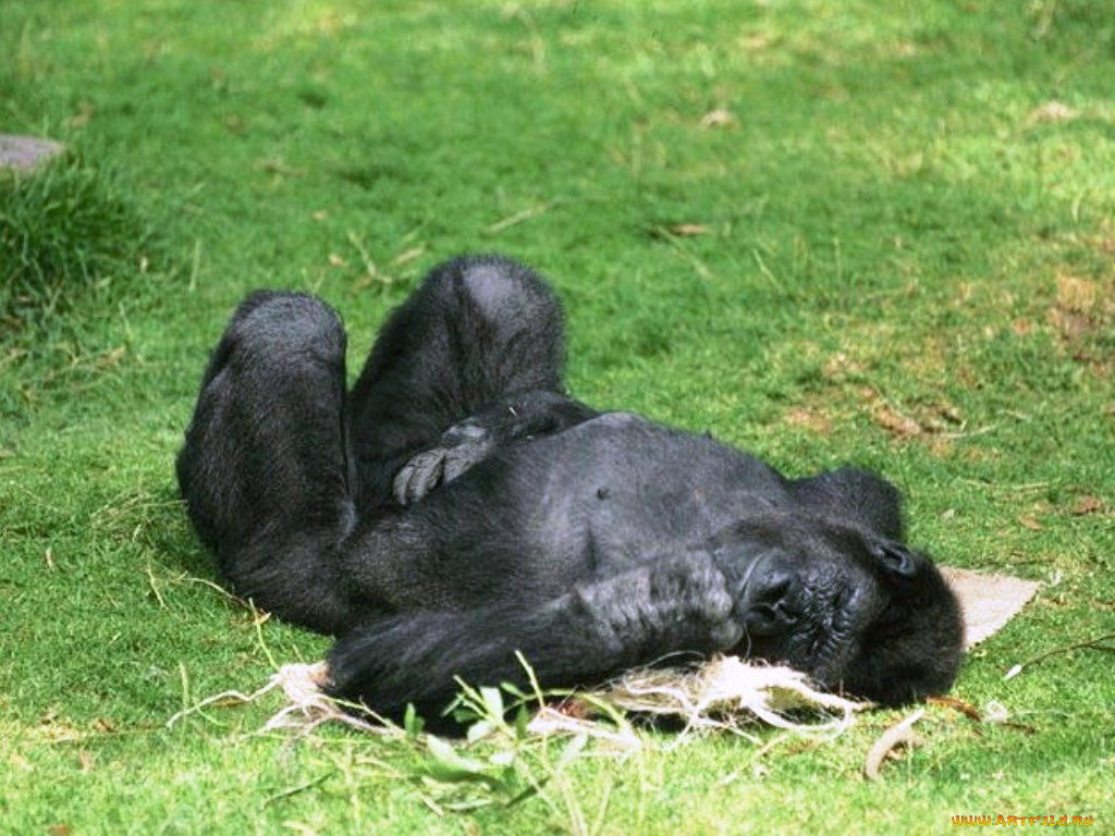 животные, обезьяны