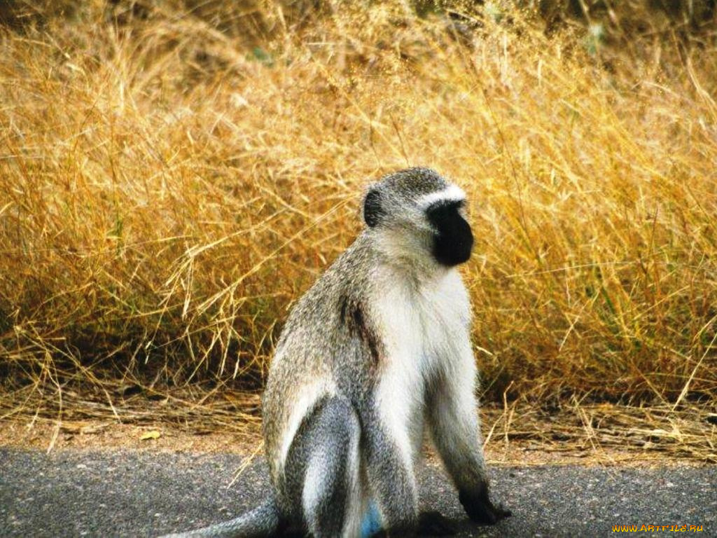 животные, обезьяны
