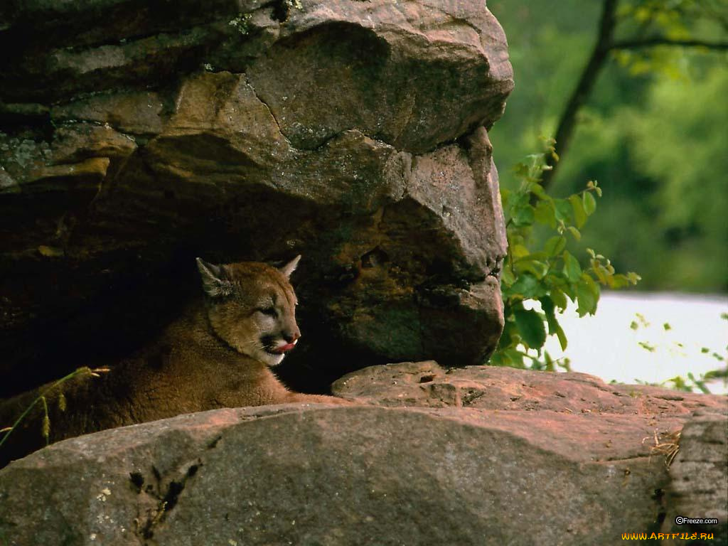 животные, пумы