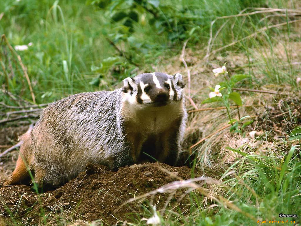животные, росомахи