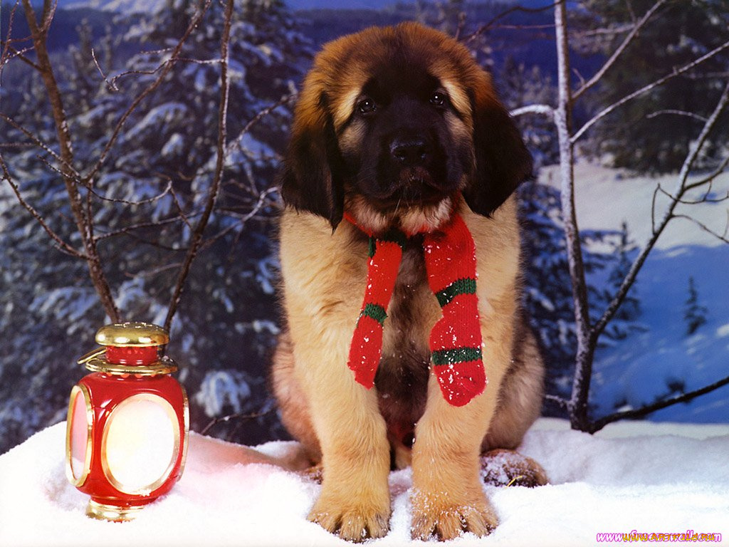 животные, собаки