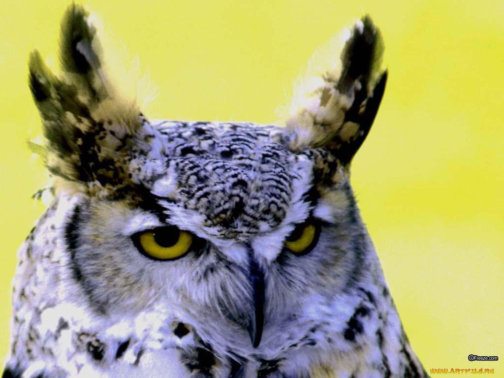 животные, совы