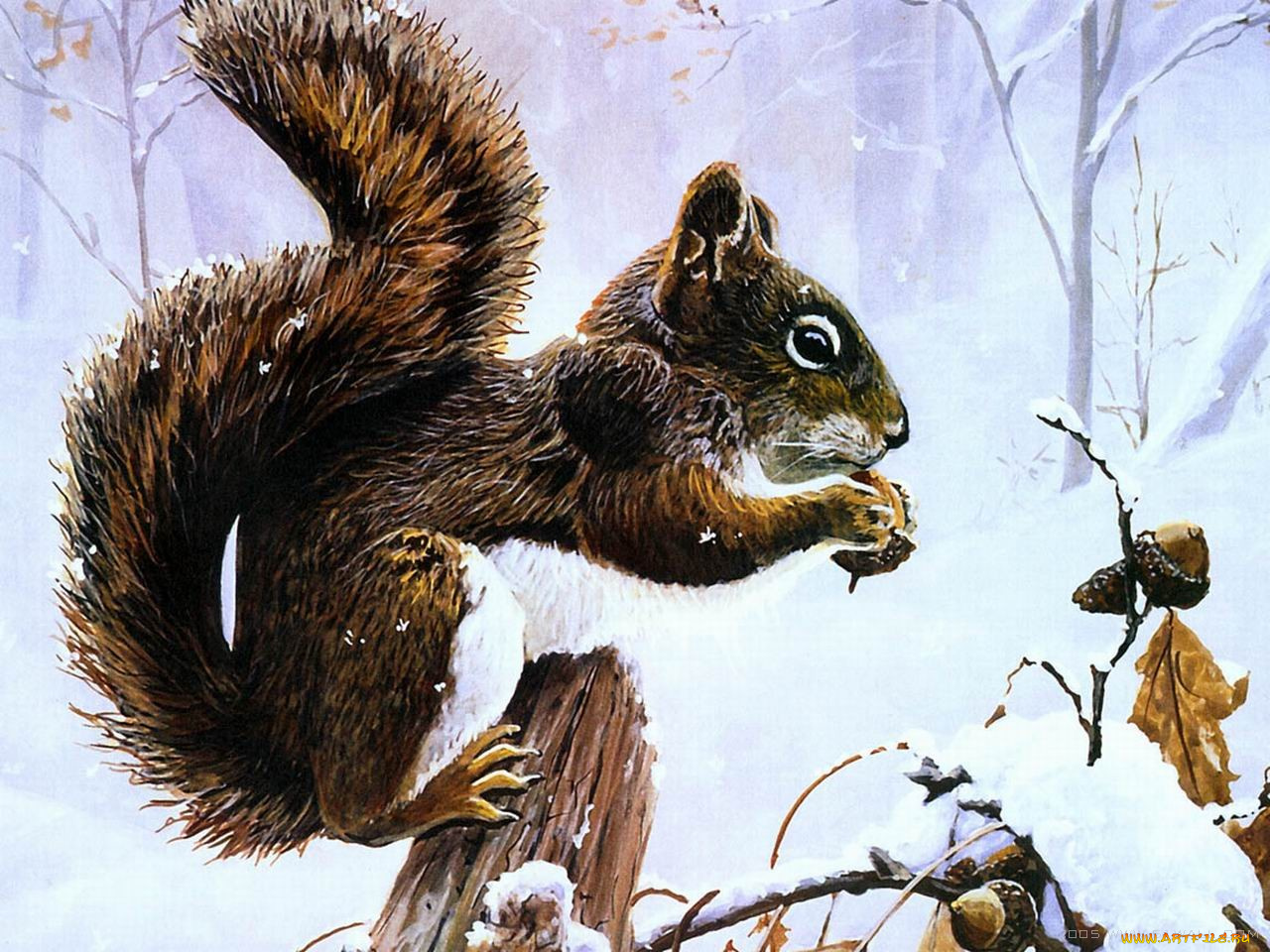 рисованные, животные, белки