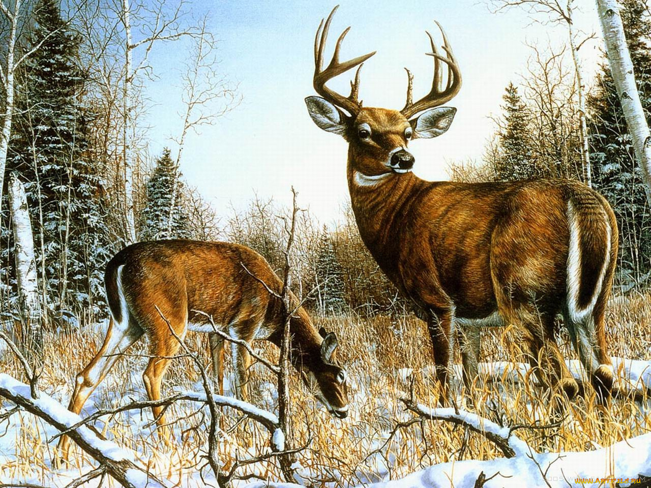 рисованные, животные, олени