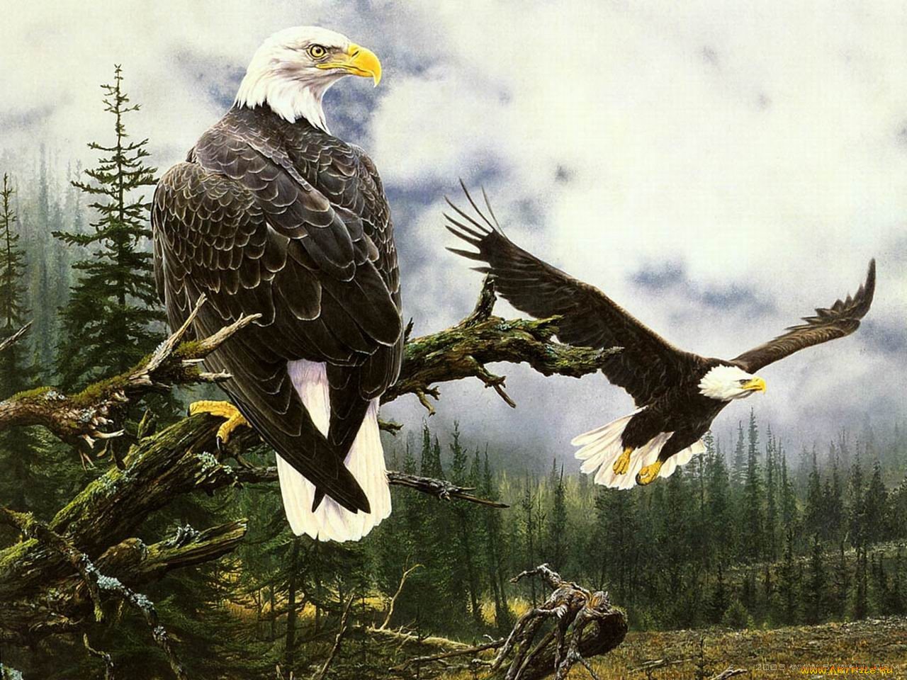 рисованные, животные, птицы, орлы