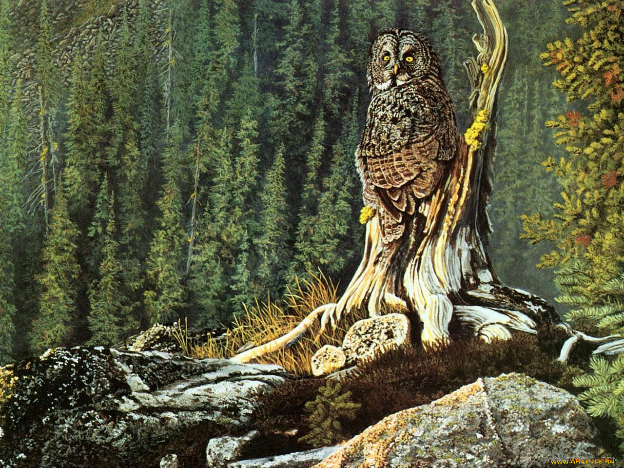 рисованные, животные, птицы, совы, филины