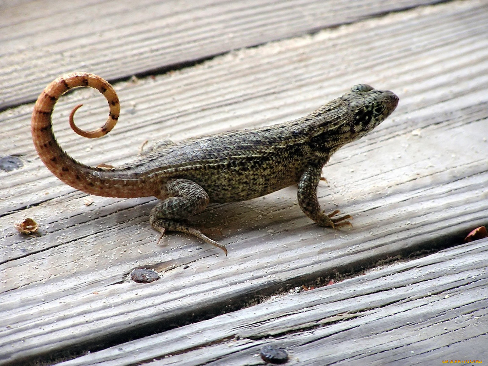 abacos, curly, tail, lizard, животные, Ящерицы, игуаны, вараны