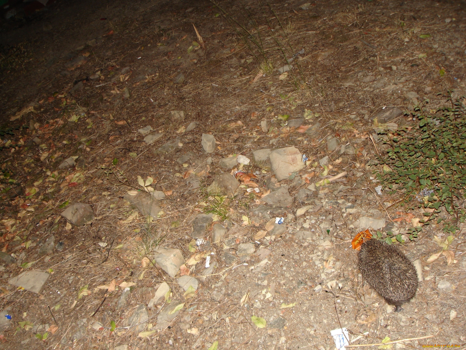 животные, ежи