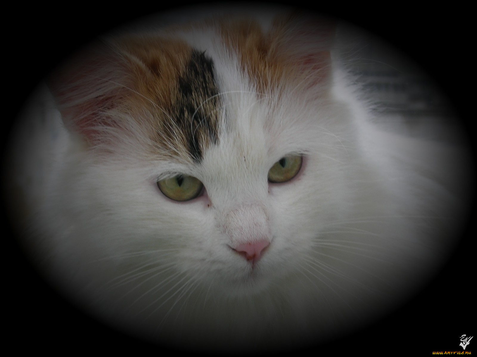 животные, коты