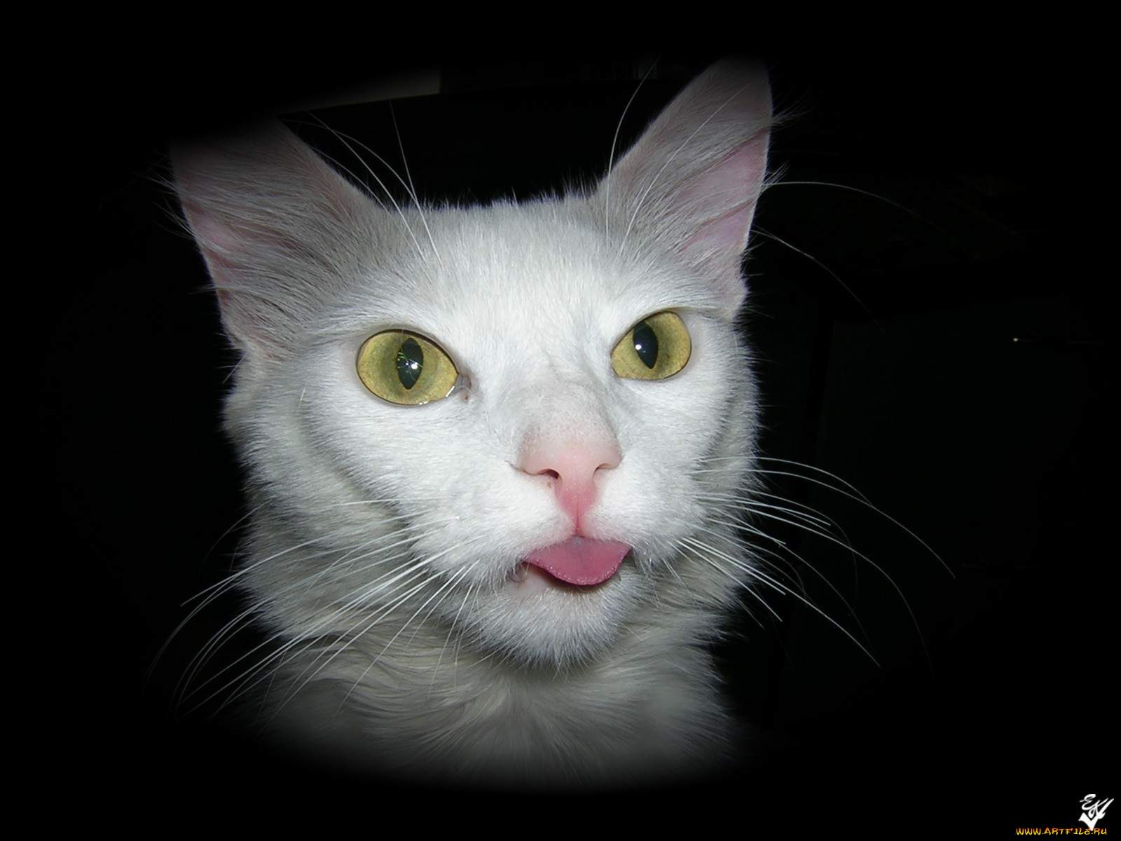 животные, коты