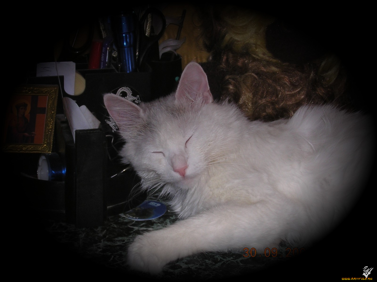 животные, коты