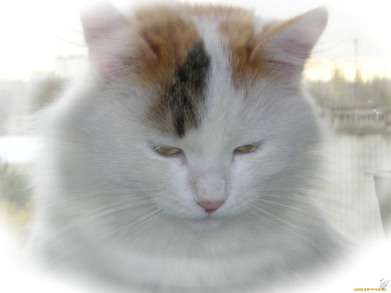 животные, коты