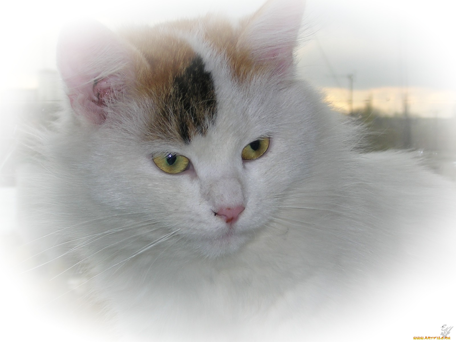 животные, коты