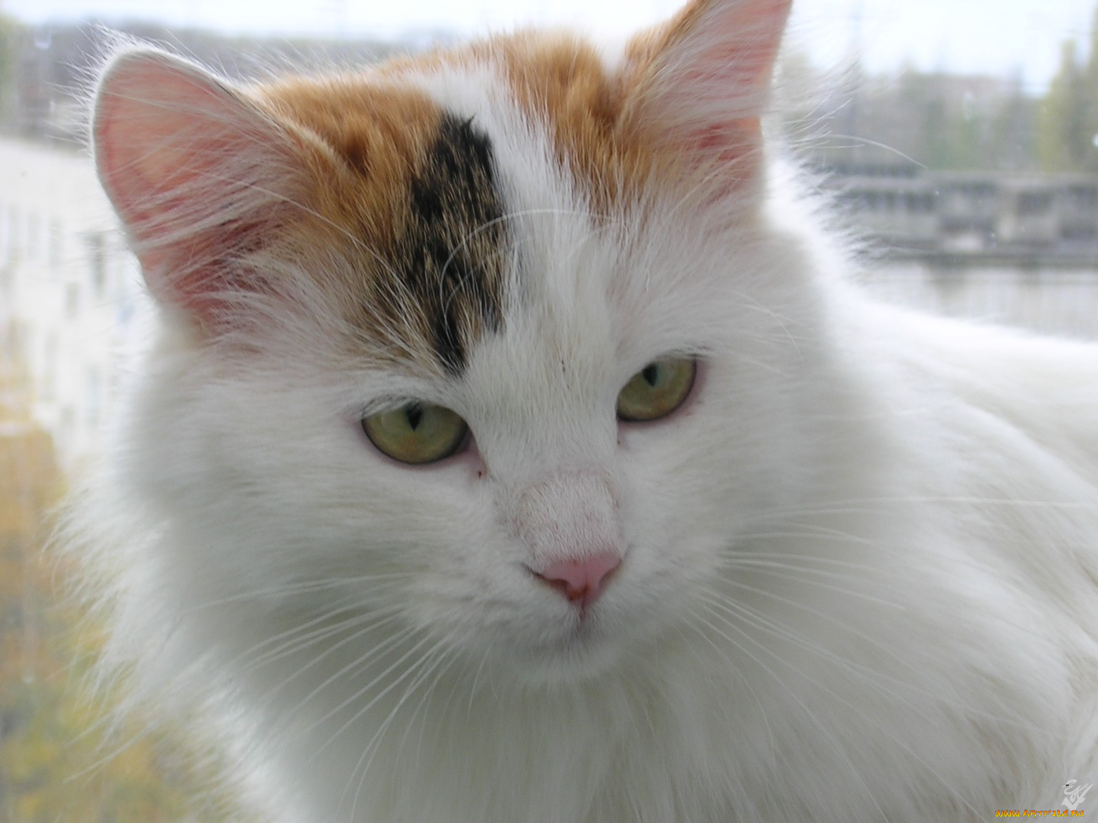 животные, коты