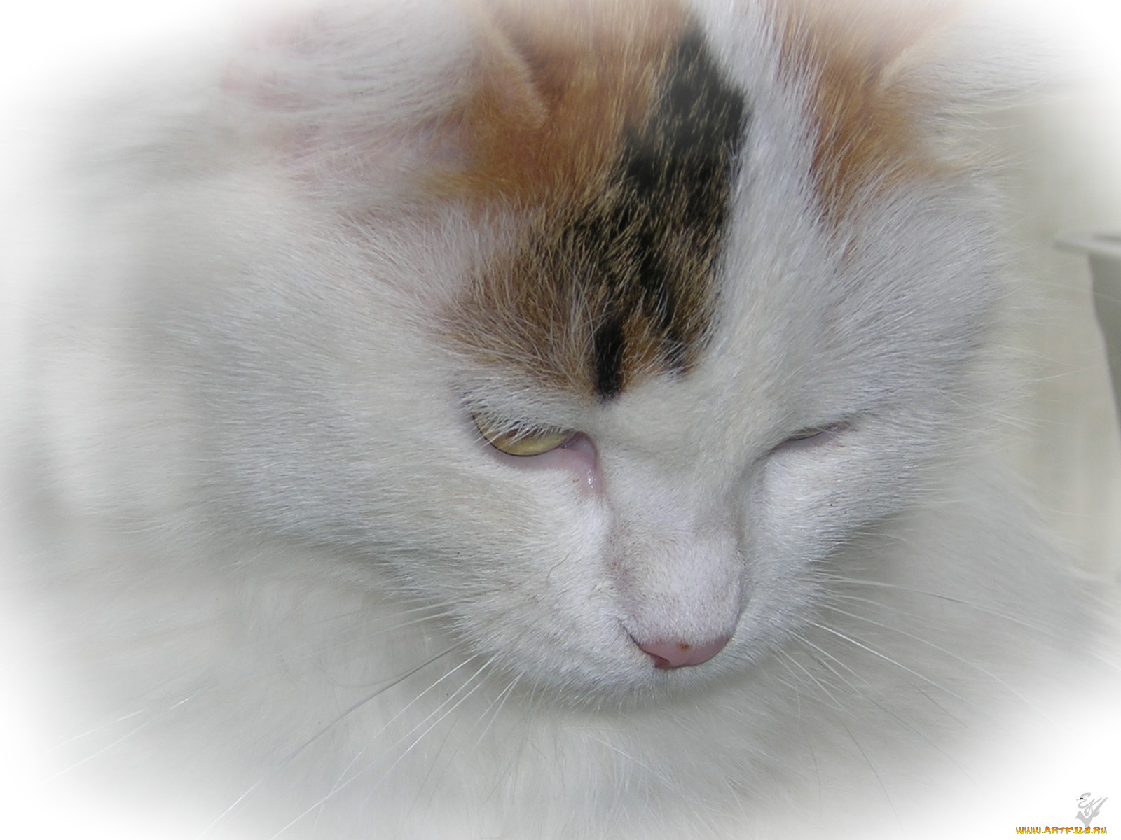 животные, коты