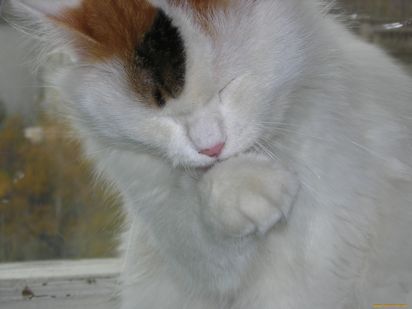 животные, коты