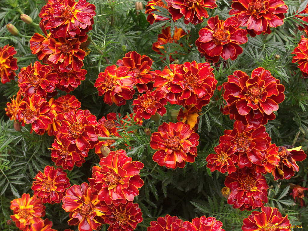 цветы, бархатцы