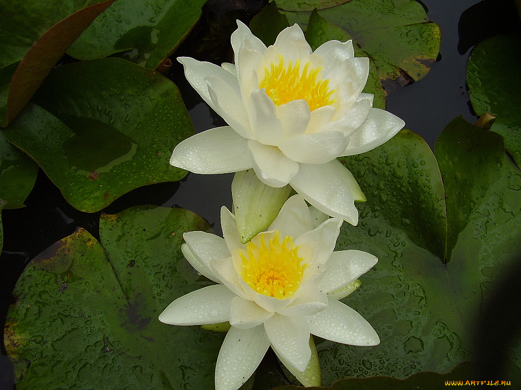 цветы, лилии, водяные, нимфеи, кувшинки