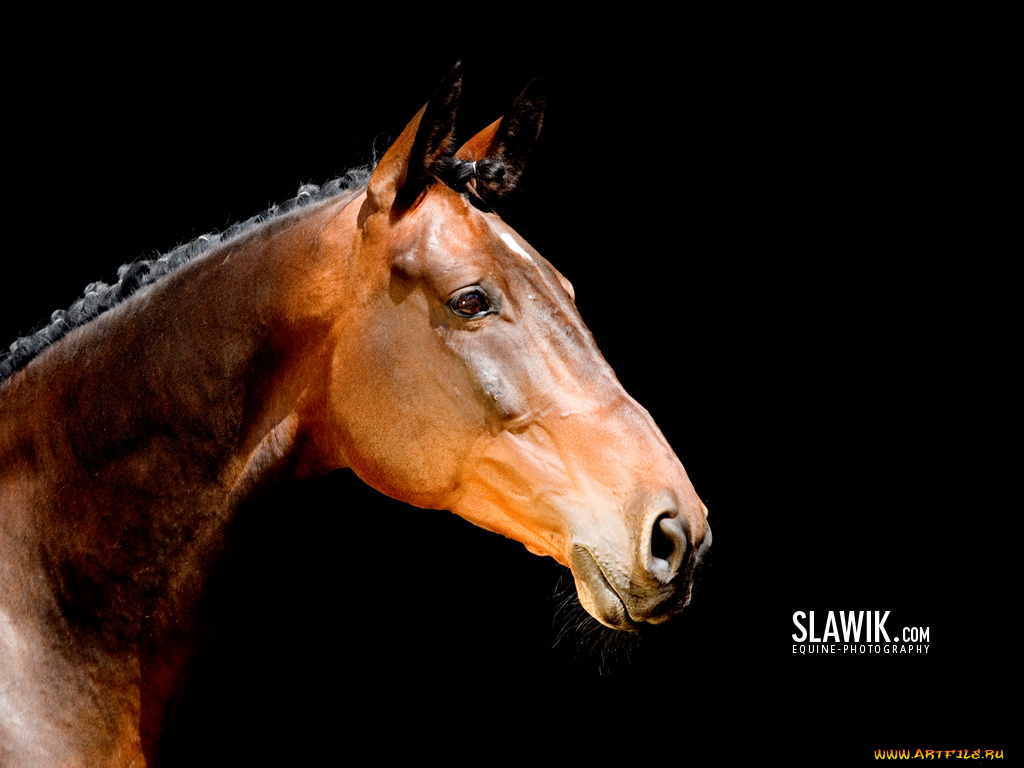 животные, лошади