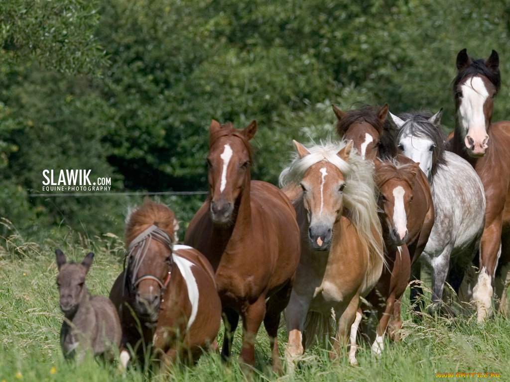 животные, лошади