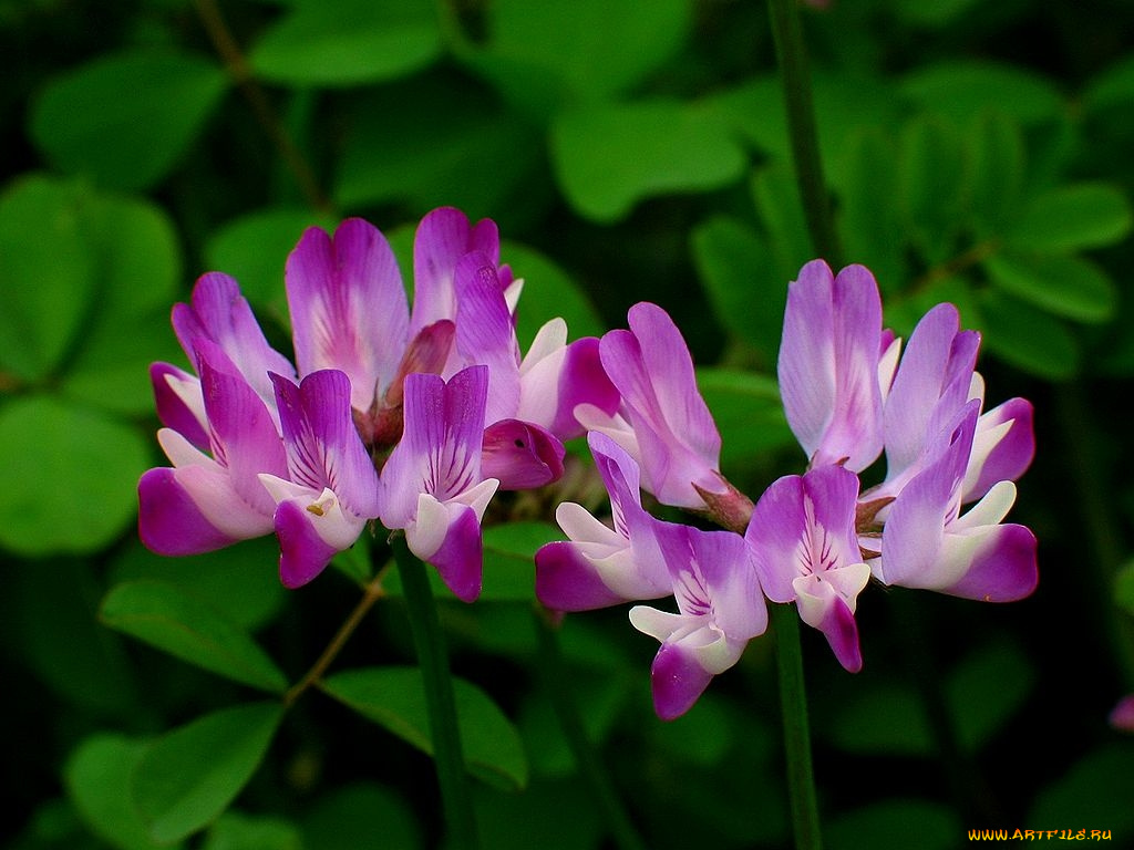 цветы, луговые, полевые