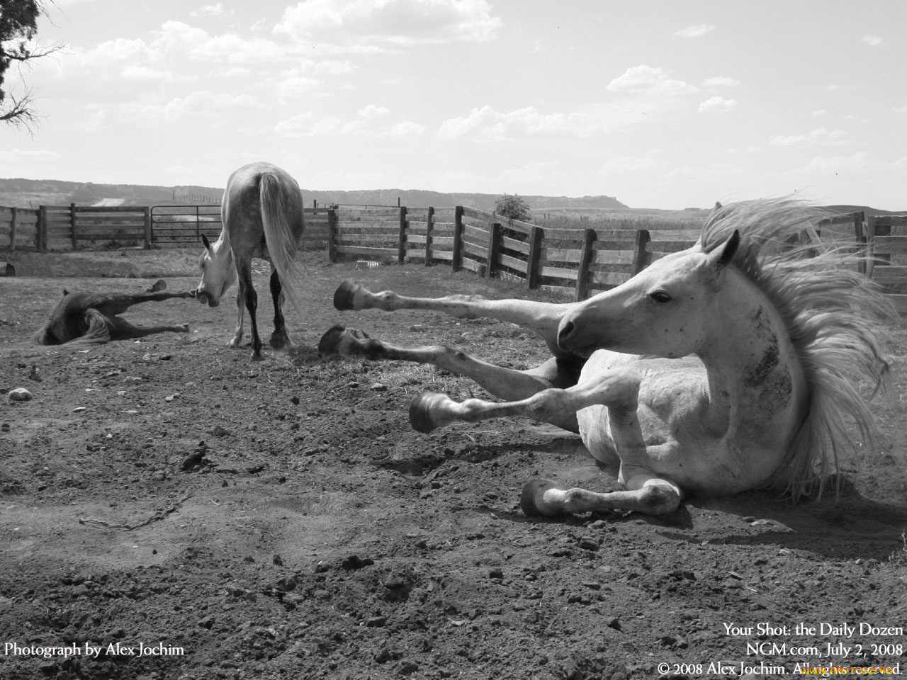 животные, лошади