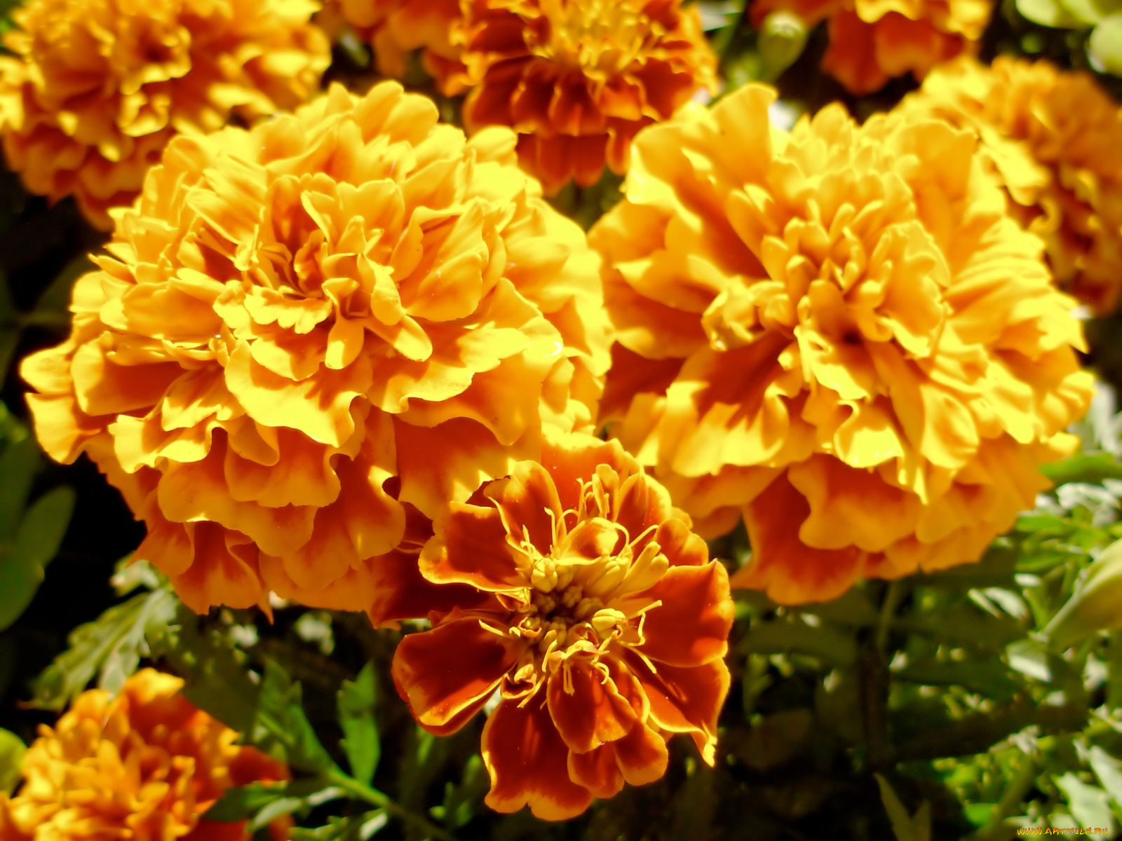 цветы, бархатцы