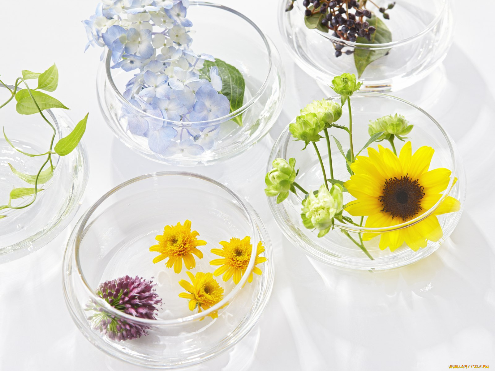 цветы, букеты, композиции