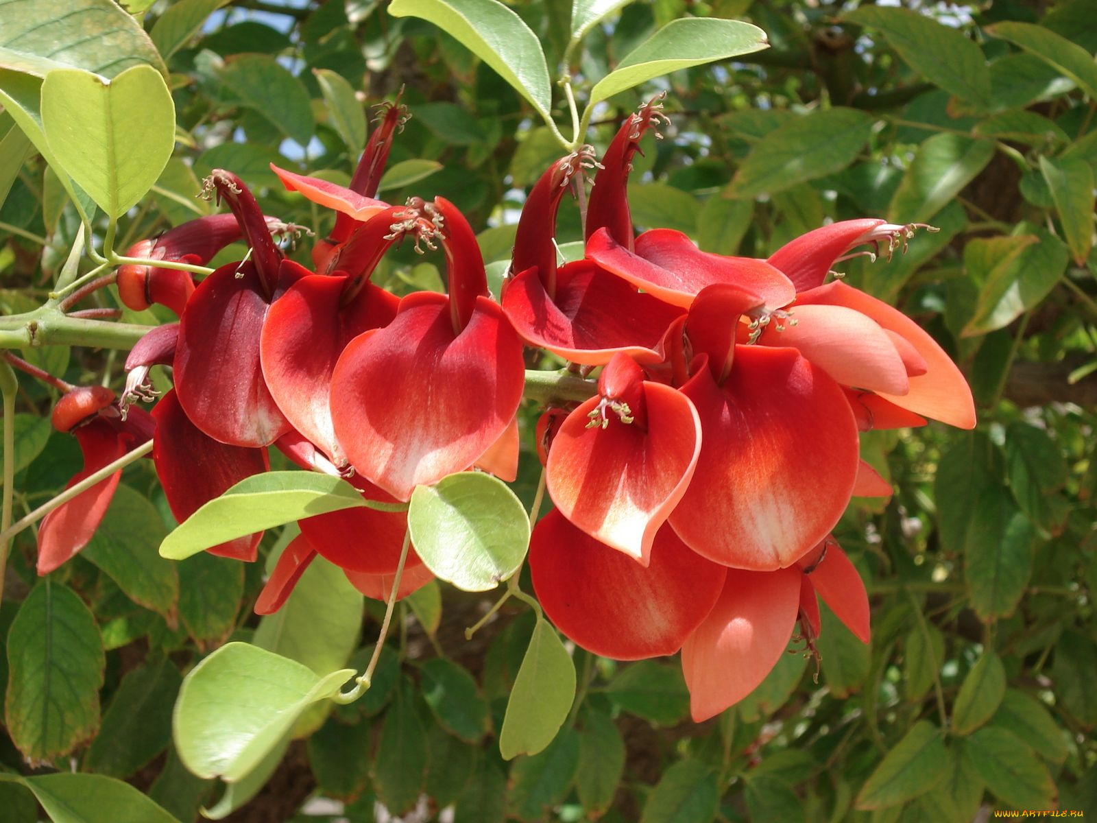 цветы, цветущие, деревья, кустарники