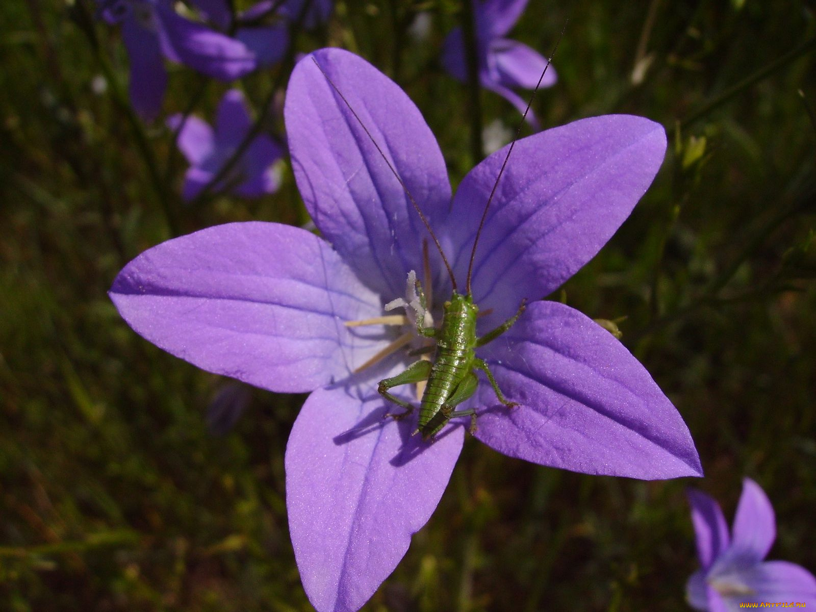 цветы, колокольчики