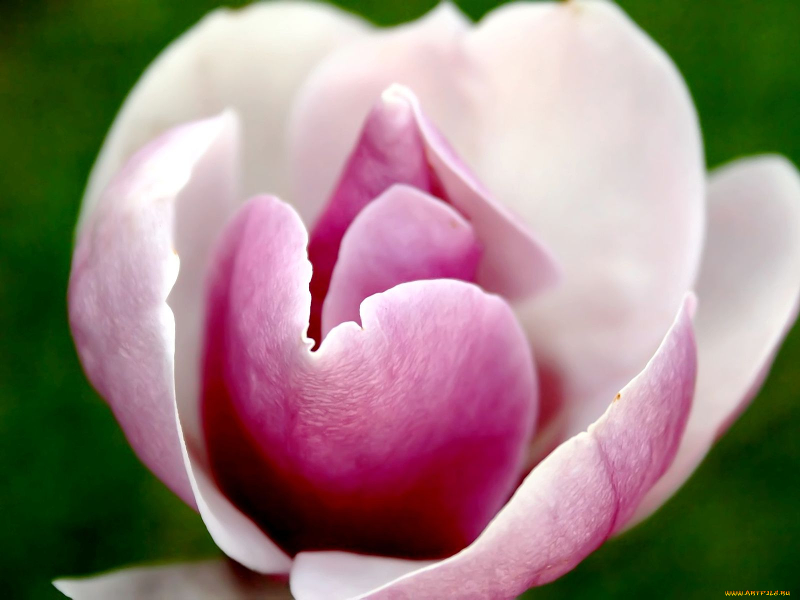 цветы, магнолии