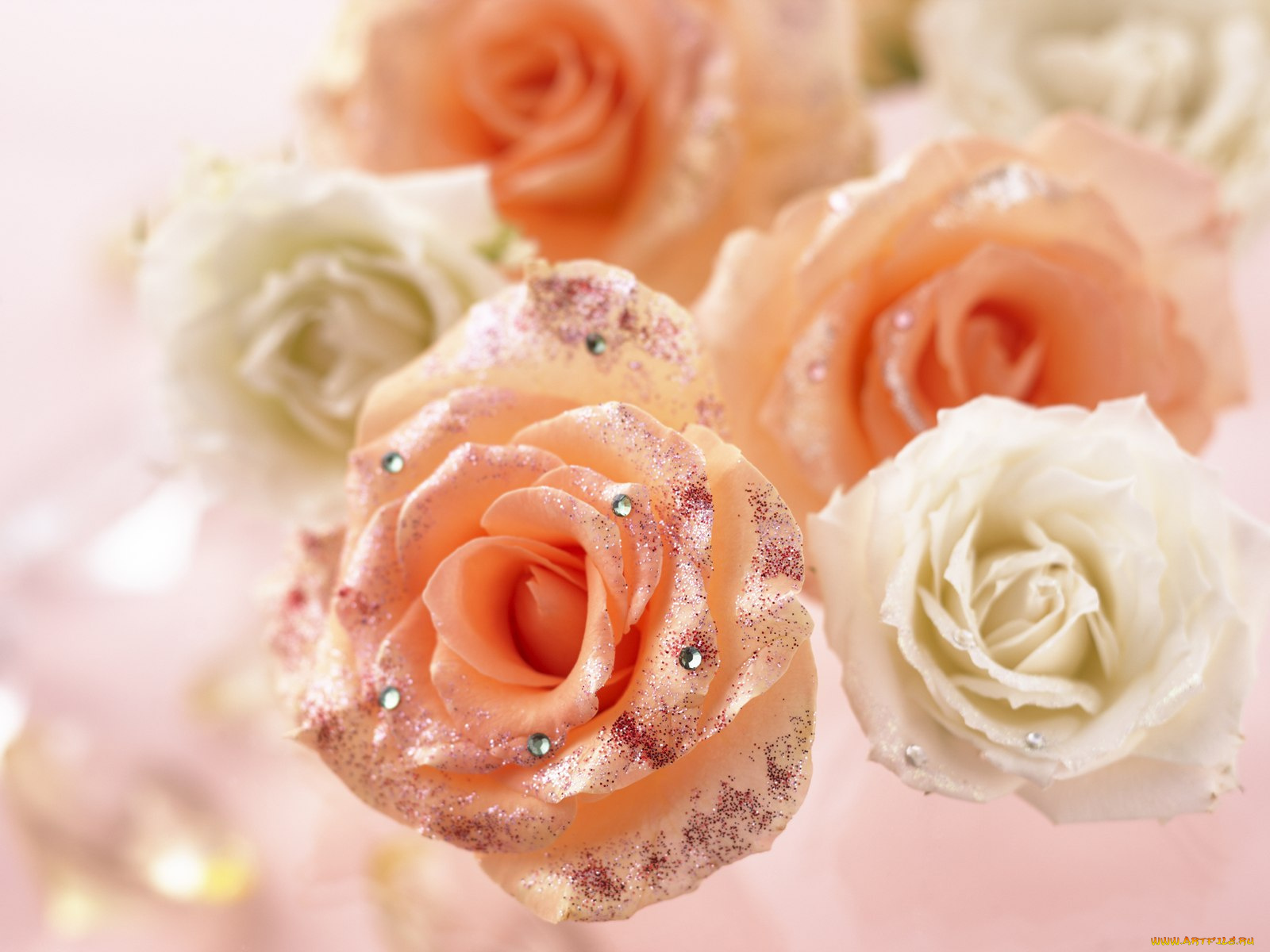 цветы, розы