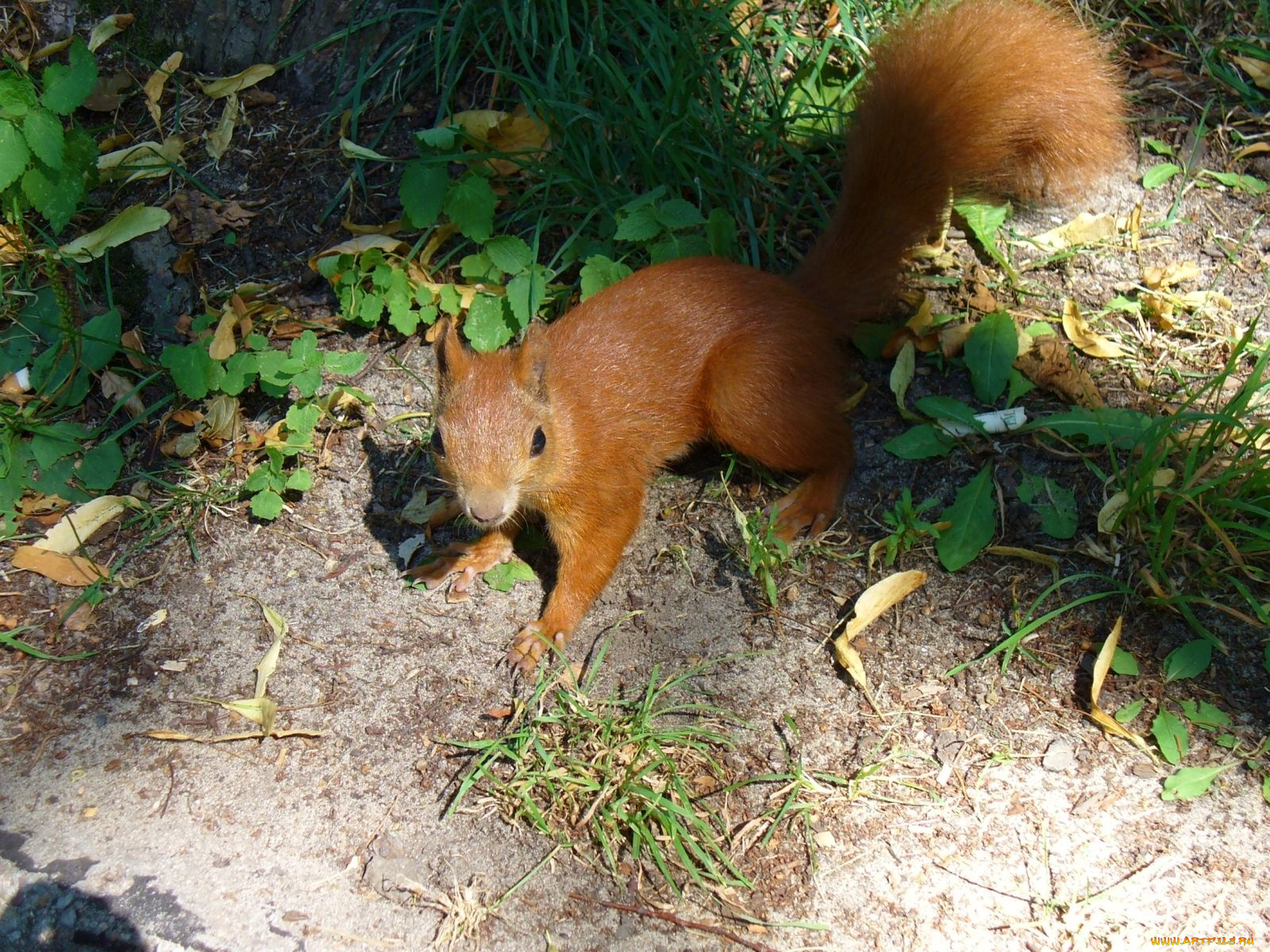 животные, белки