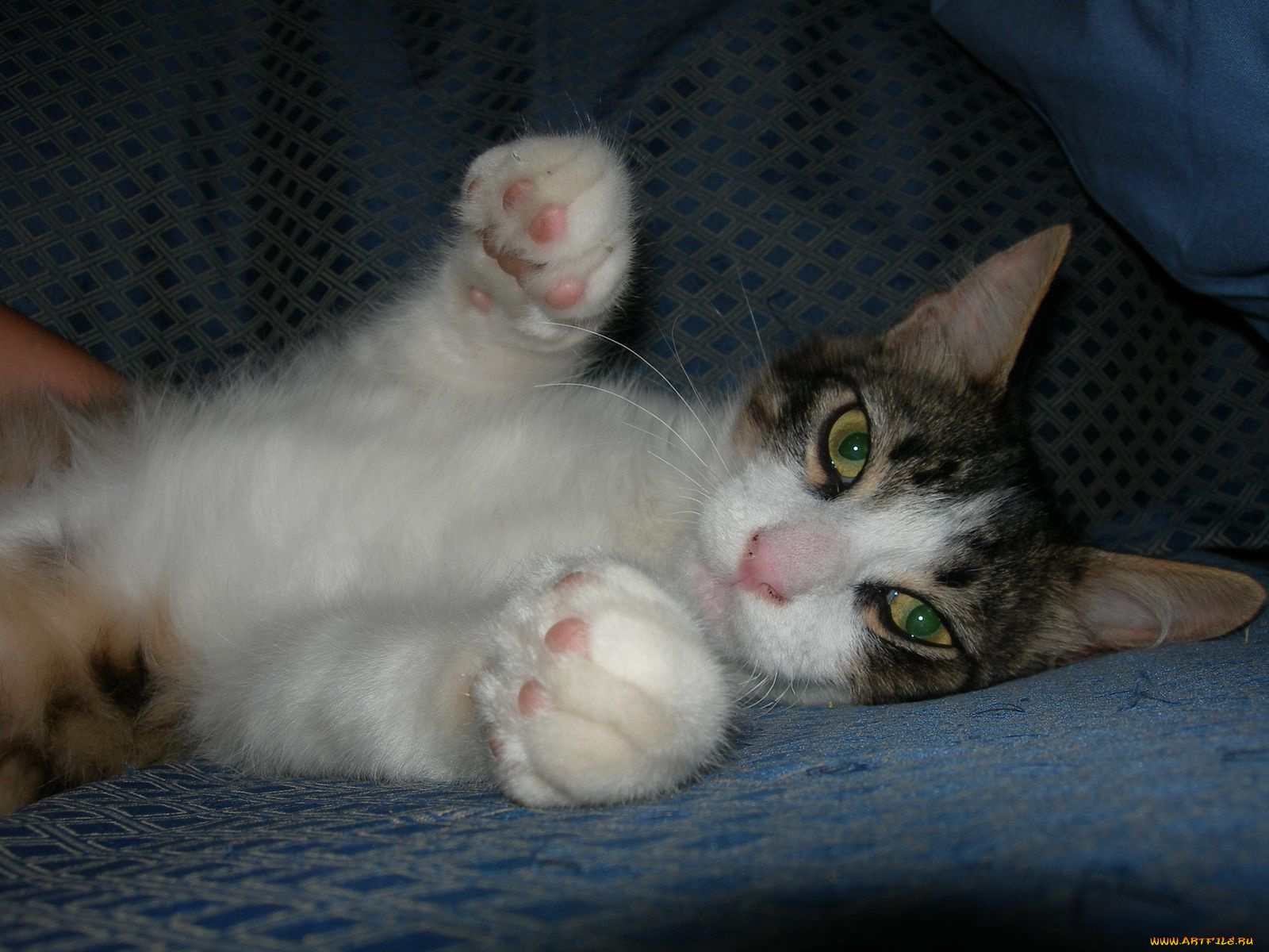 животные, коты