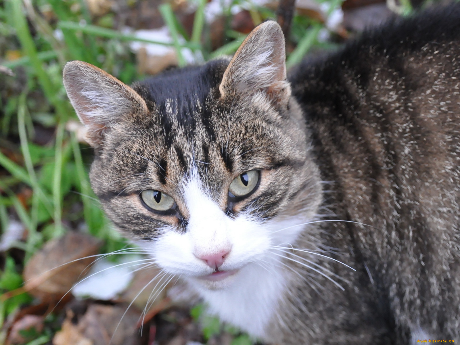 животные, коты