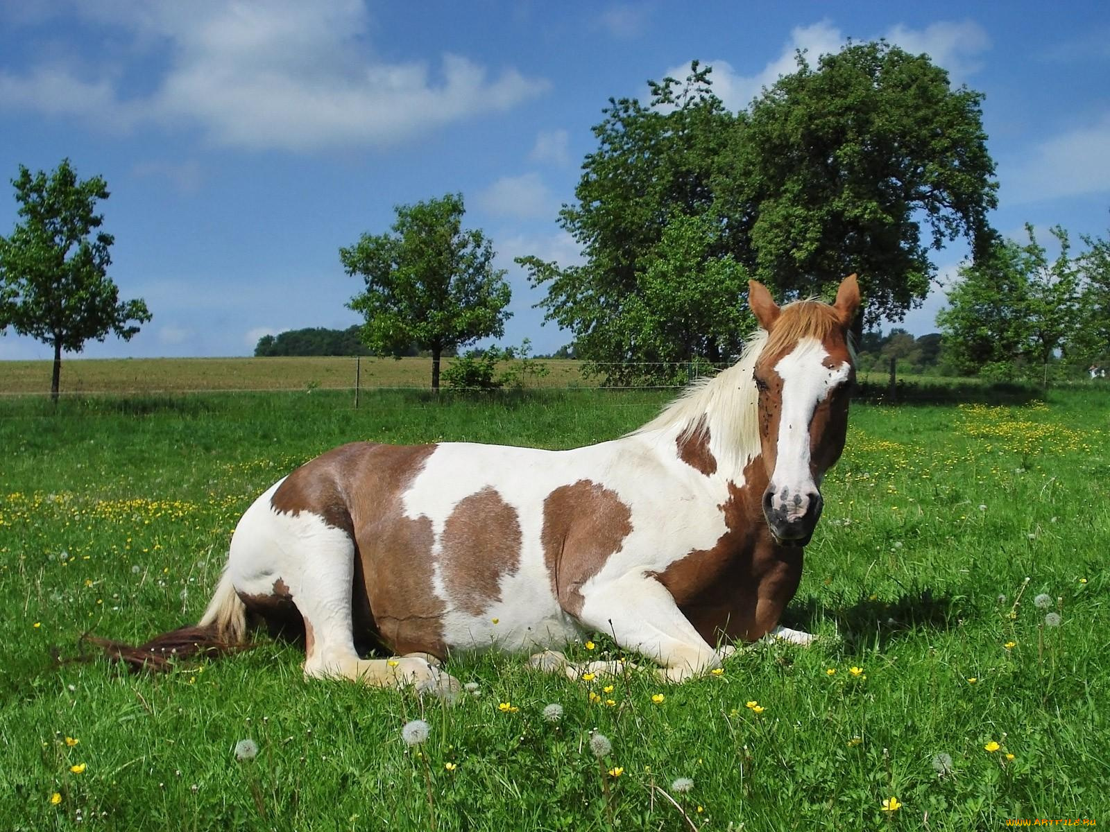 животные, лошади