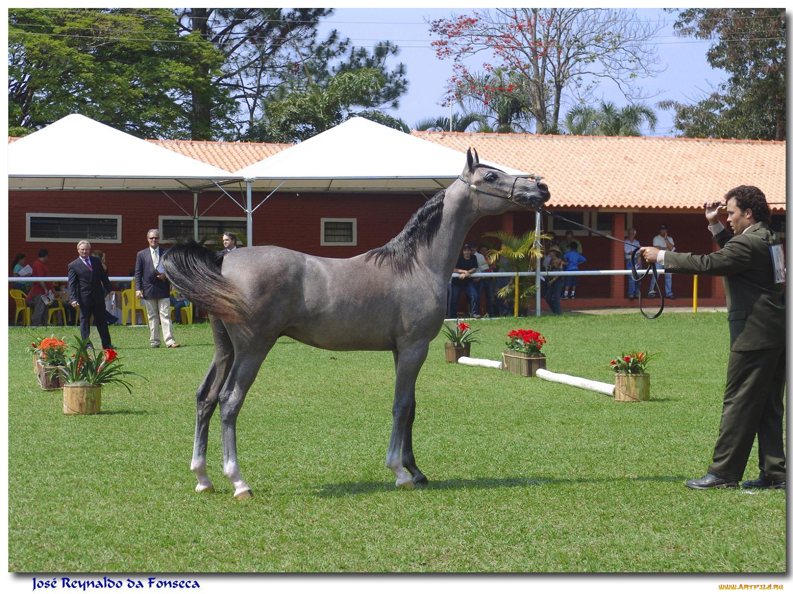 животные, лошади